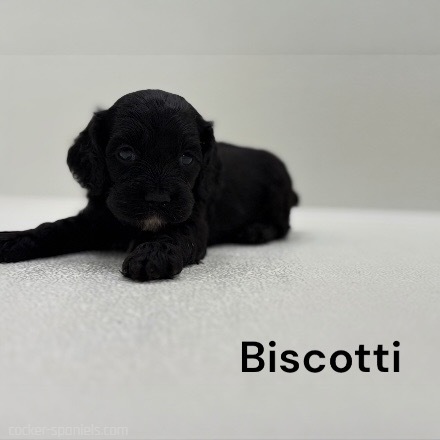 puppy, for, sale, Cocker Spaniel, Joe & Cherri  Overlease, dog, breeder, Miller, MO, dog-breeder, puppy-for-sale, forsale, nearby, find, puppyfind, locator, puppylocator, aca